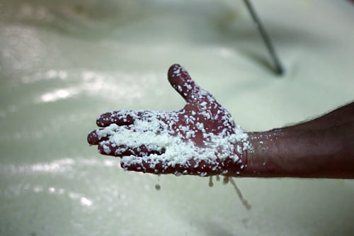 checking curds in hand