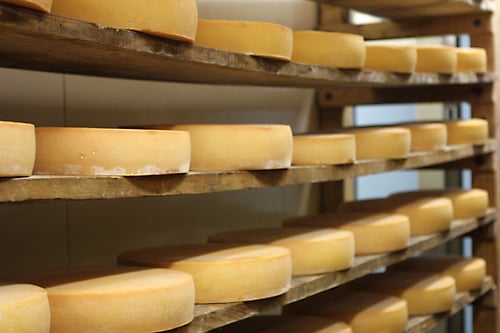 cheeses ripening