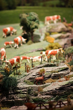 Comte cow diaorama