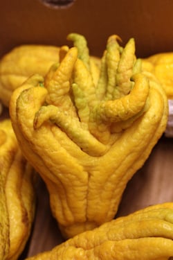 buddah's hand citron