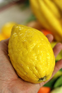 etrog citron