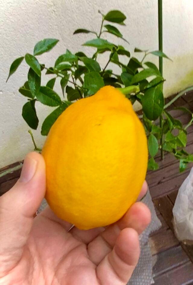 Sicilian Lemon Blossom Dinner Plate 10