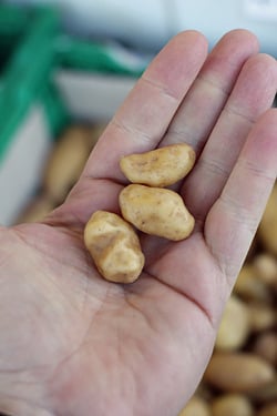 tiny potatoes