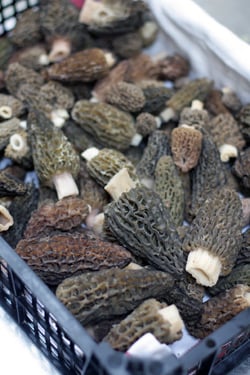 morels