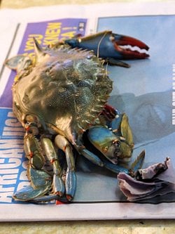 crab