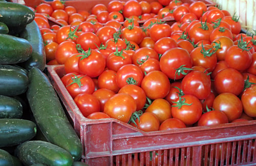 campari tomatoes