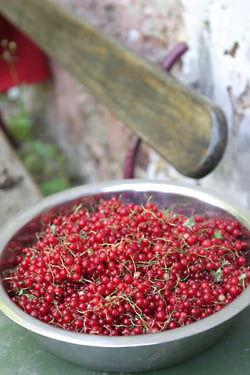red currants1
