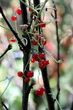 red currant plant