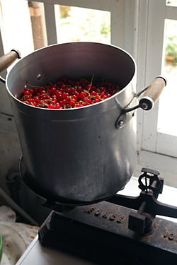 red currants in pot