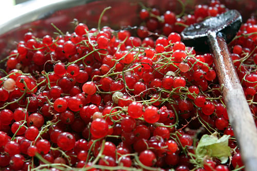 red currants