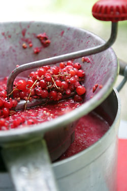 red currants