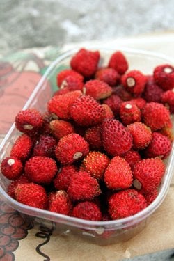 Fraise des bois - Le blog de lejardinduchatvert