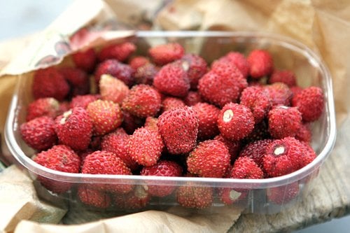 fraises des bois