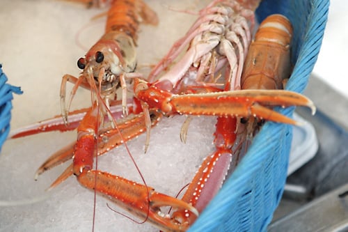 crustacean