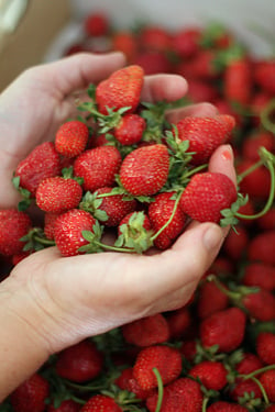 farm strawberries