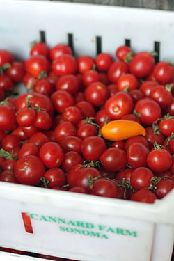 canard farm tomatoes