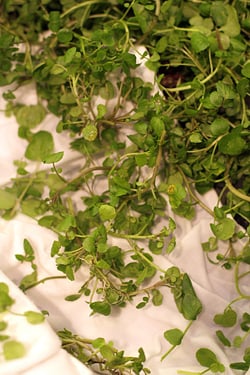 watercress