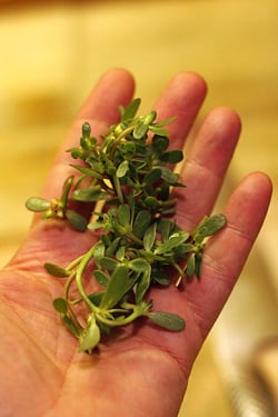 purslane