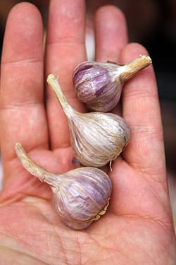 Australian garlic