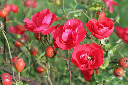 roses at Martell