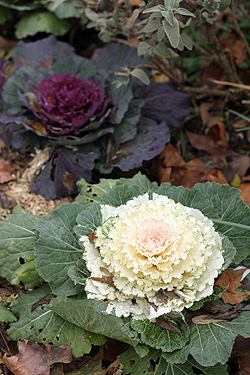 cabbage