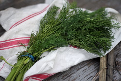 fresh dill bunch