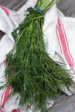 fresh dill