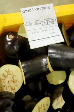israeli eggplant