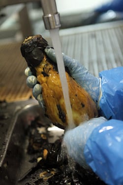 washing roasted eggplant 