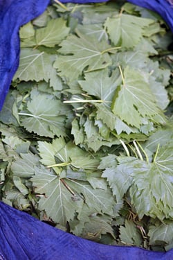 grape leaves