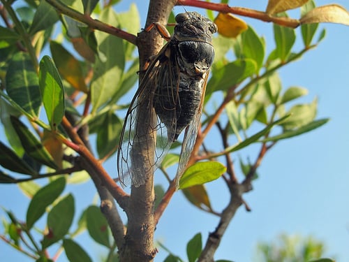 cicada