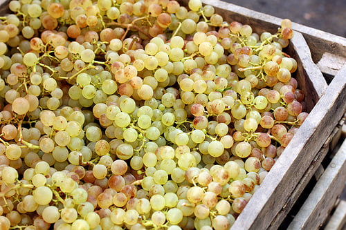 grapes