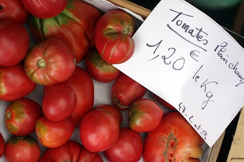 tomatoes plein champs