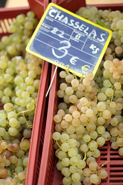 chasselas