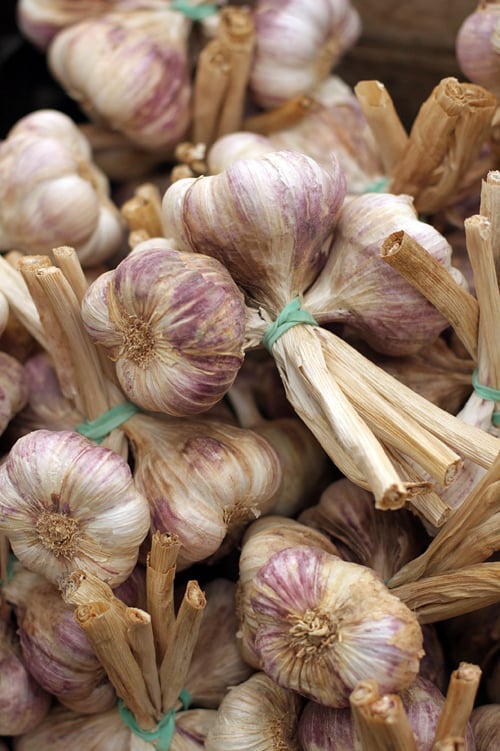 garlic at Agen market