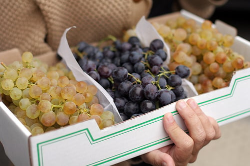 chasellas and muscat grapes