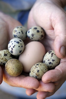 quail eggs