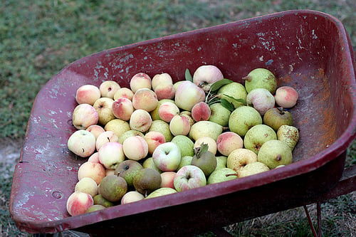 pears and peaches