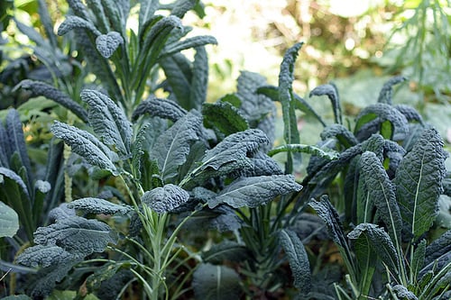 kale growing