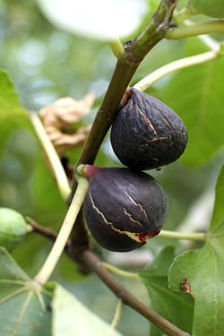 wrinkly figs