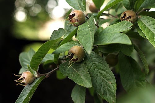 medlar