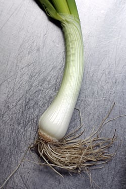 scallion