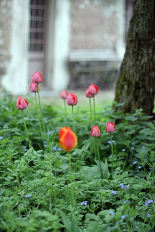 Tulips in the Rain