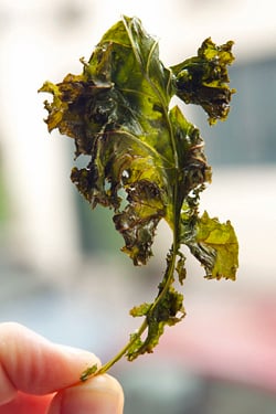 curly kale chip