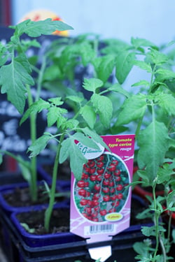 tomato plants