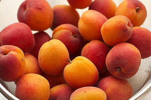 fresh apricots