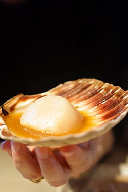 scallop