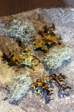 lichen