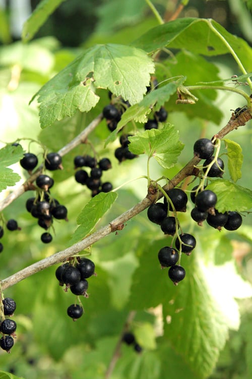 fresh black currants