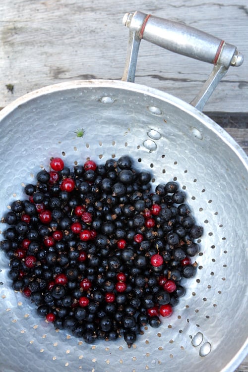 black currant jam